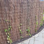 heidemat laten begroeien