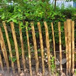 Hazelaar tuinafscheiding