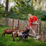 Schapenhek dierenweide